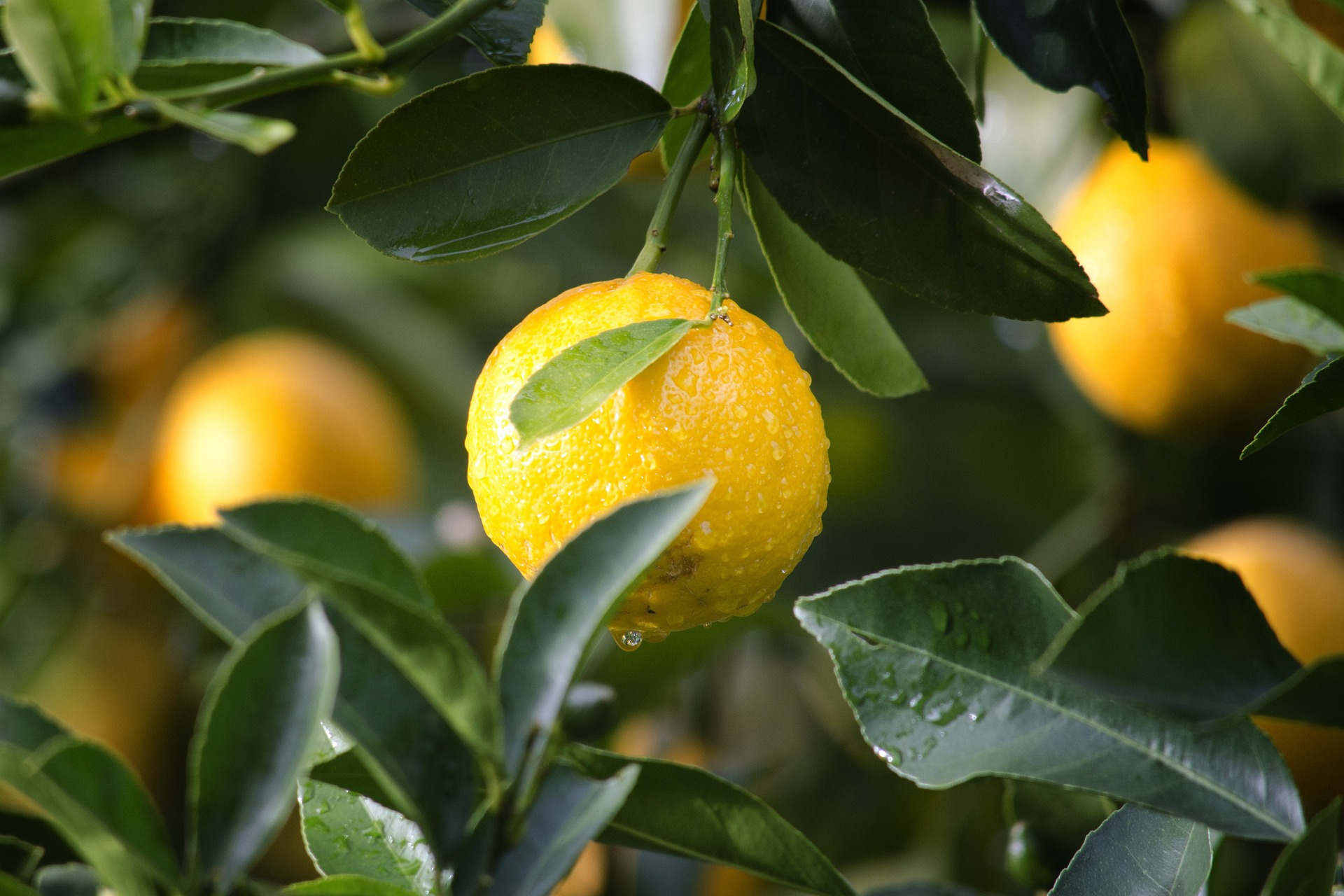 Lemon Juice,The rich source of Vitamin C. 3 Points to include Lemon juice in your diet.