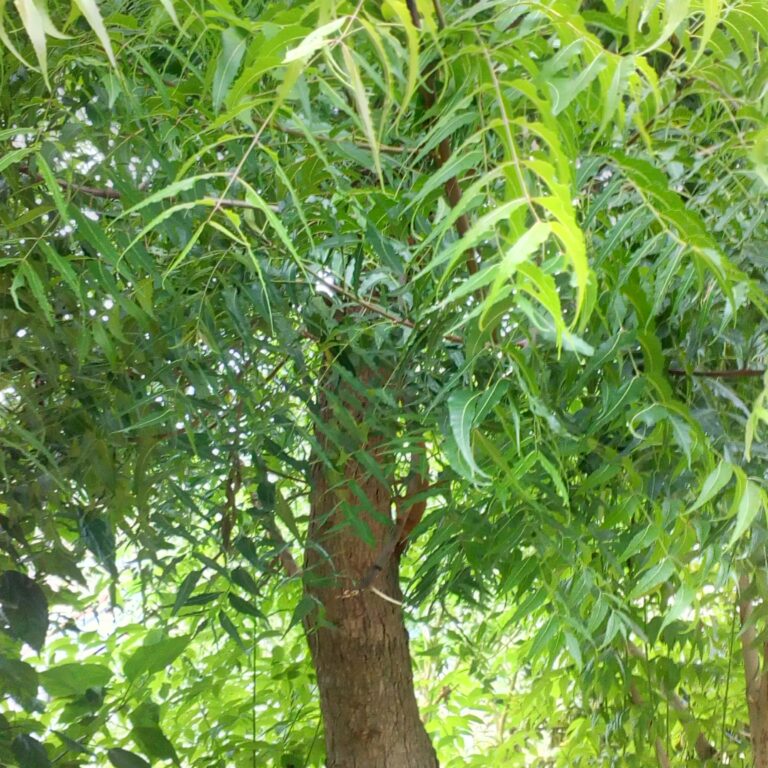 Power-of-neem-a-natural-miracle-for-health & beauty
