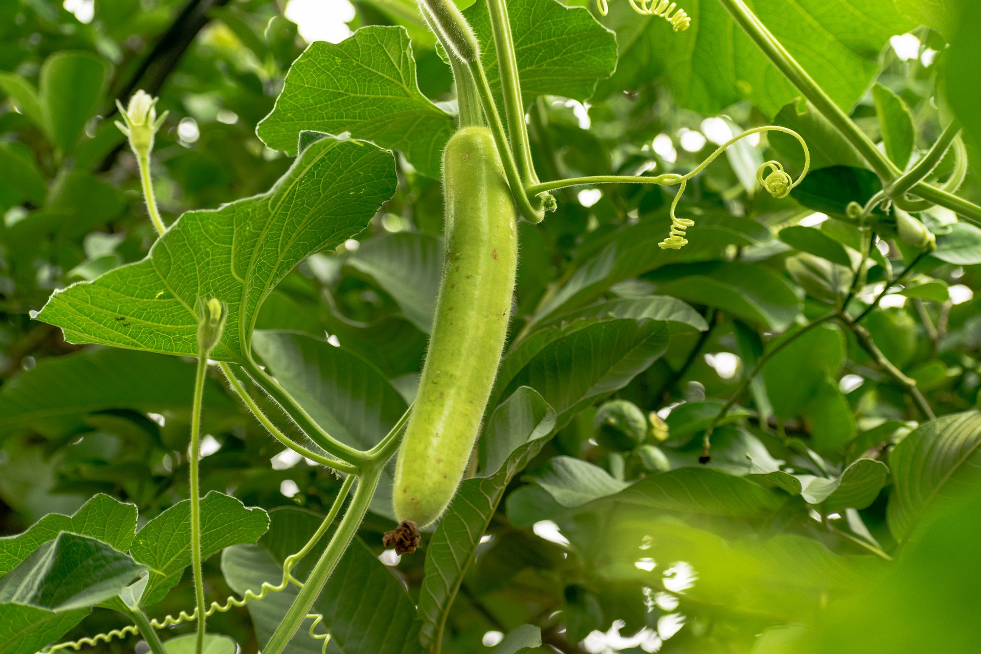 vegetables