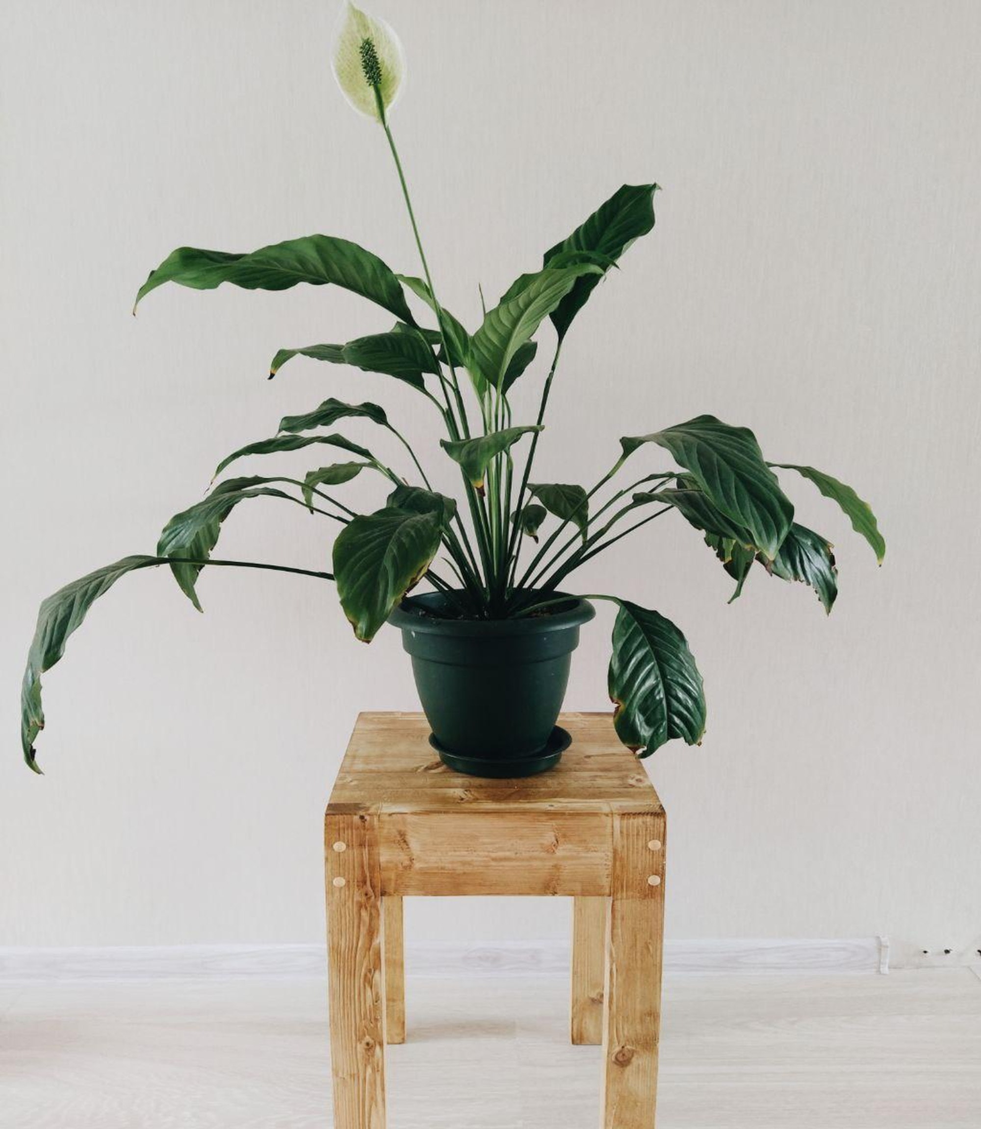 Indoor Plants in India: a guide to improve your Living Space